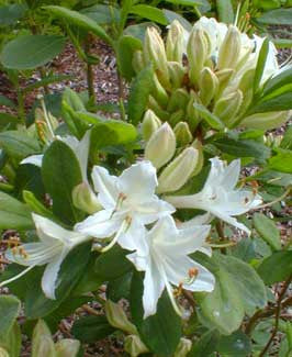 Fragrant Star