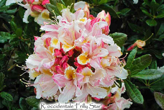 R. occidentale 'Frilly Star'