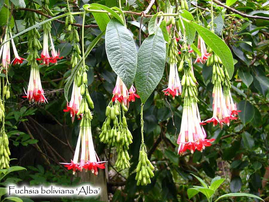 Fuchsia boliviana 'Alba'