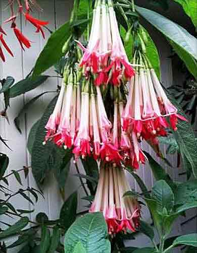 Fuchsia boliviana 'Alba'