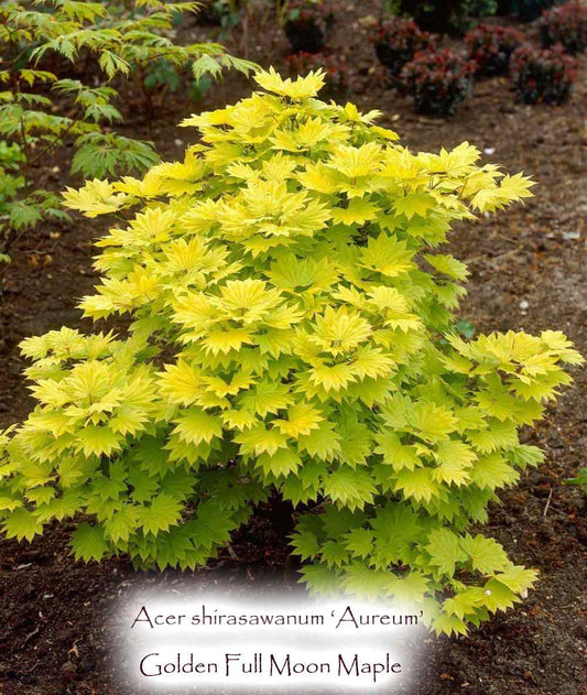 Acer shirasawanum 'Aureum'