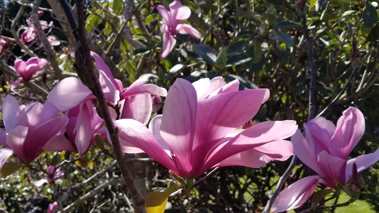 Magnolia 'Galaxy'