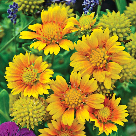 Gaillardia aristata 'Arizona Apricot'