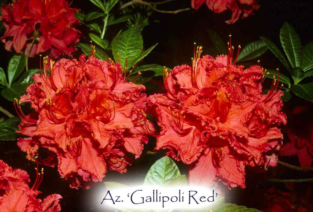 Az. 'Gallipoli Red'