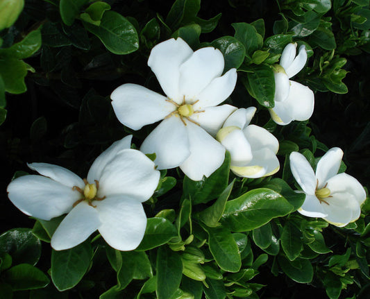 Kleim's Hardy Gardenia