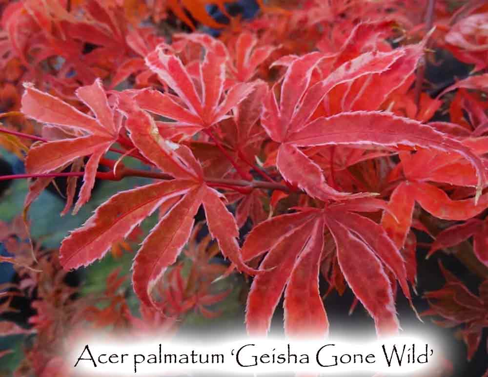 Acer palmatum 'Geisha Gone Wild'