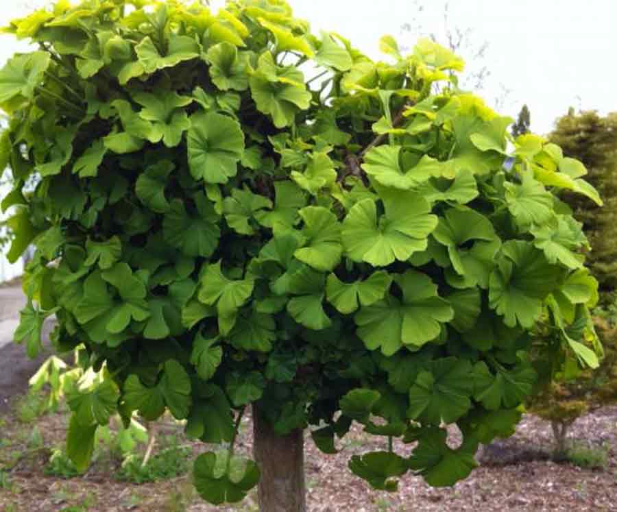 Ginkgo b. 'Mariken'