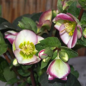 Helleborus x iburgensis 'Glenda's Gloss'