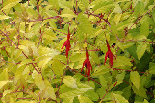 Golden Leaf Fuchsia