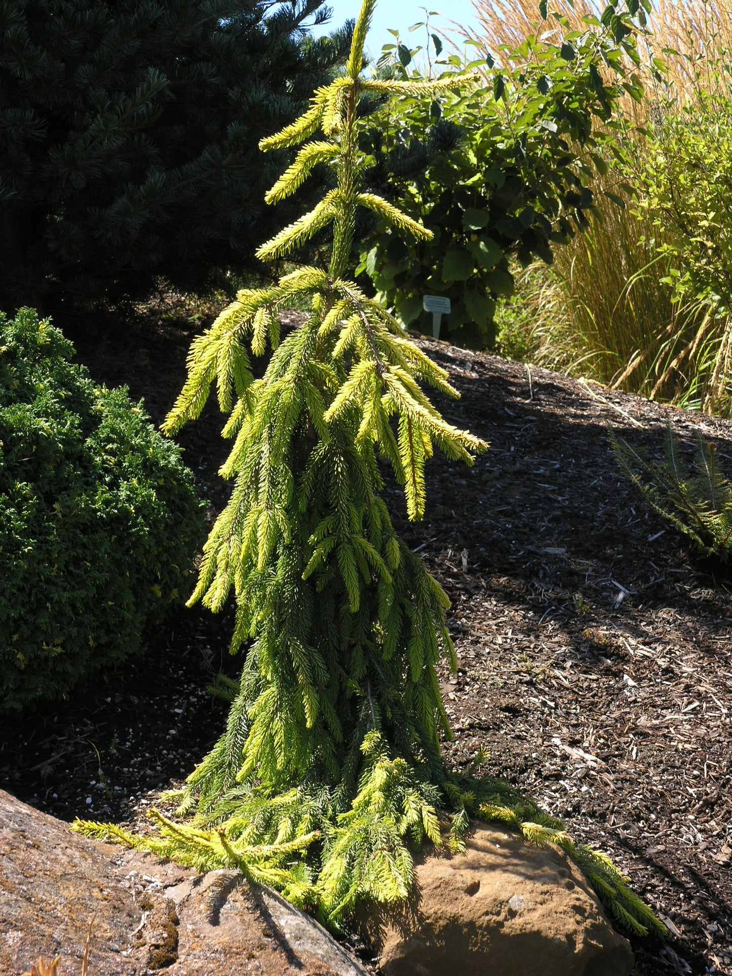 Picea abies 'Gold Drift'