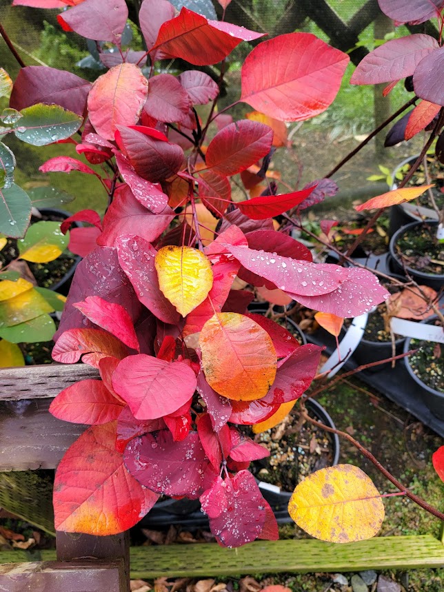 Cotinus coggygria 'Grace'