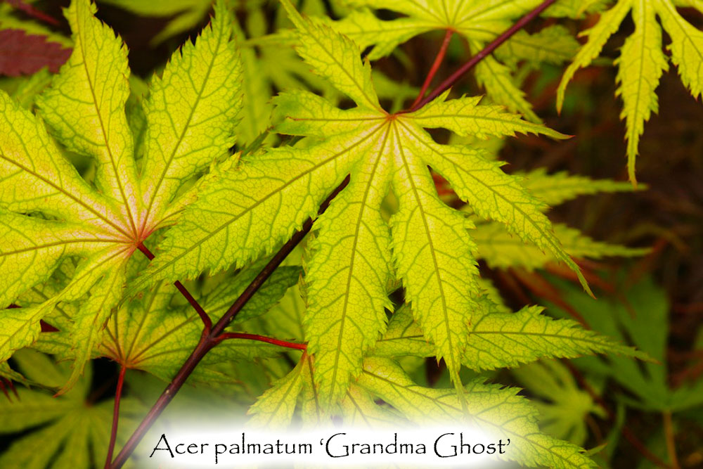 Acer palmatum 'Grandma Ghost'