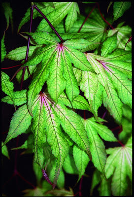 Acer palmatum 'Grandma Ghost'