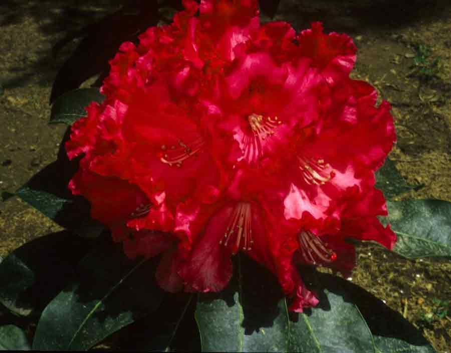 R. 'Great Balls of Fire' – Singing Tree Gardens Nursery