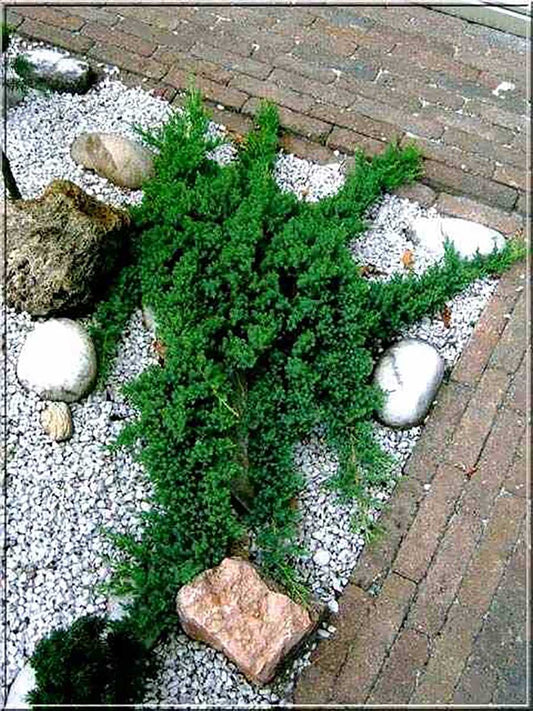 Juniperus procumbens 'Green Mound'