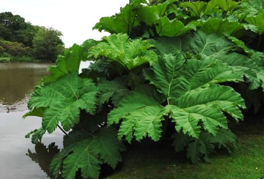 Gunnera tinctoria