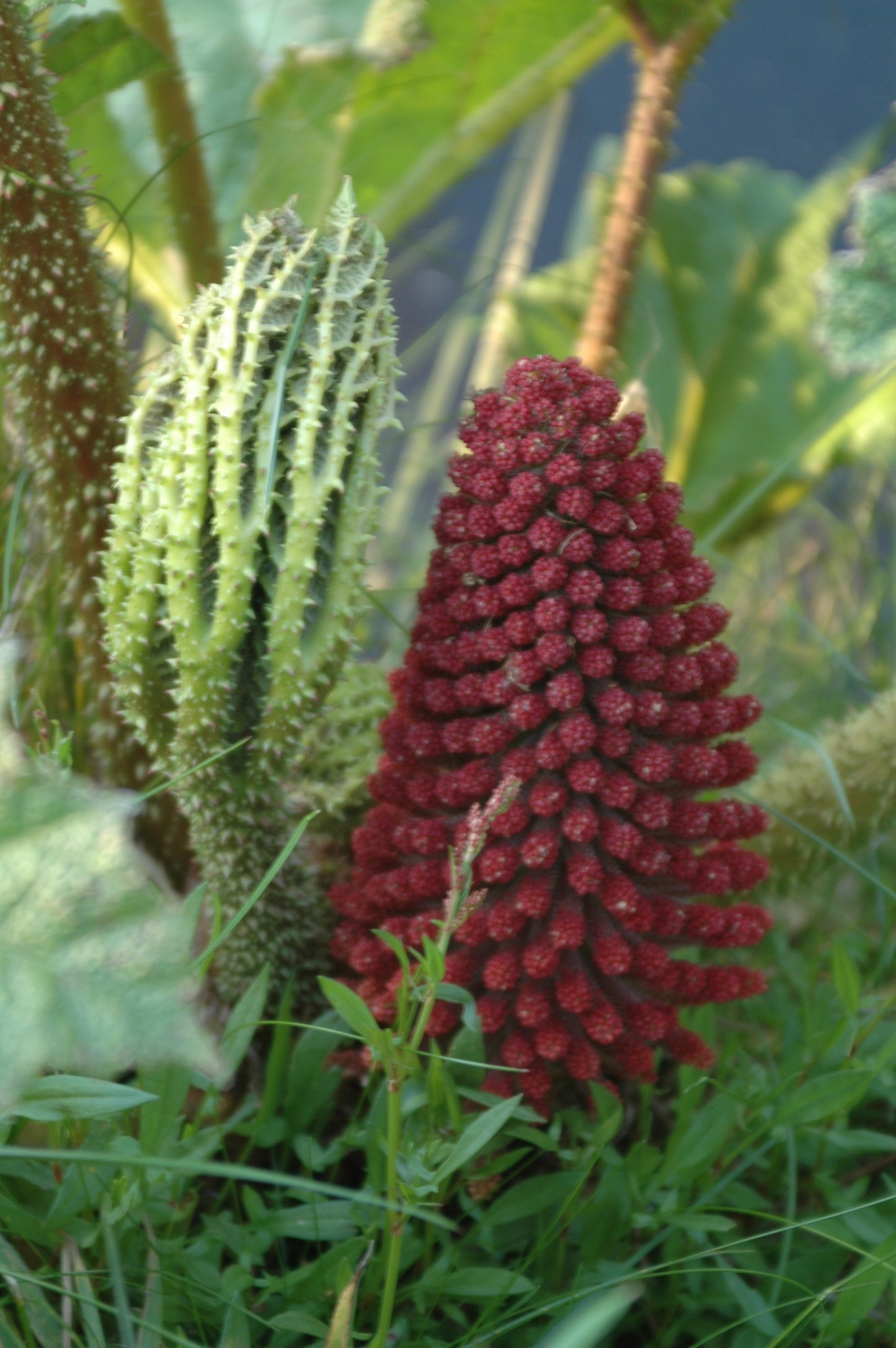 Gunnera tinctoria