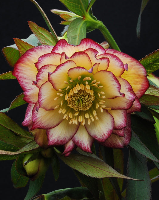 Helleborus x hybridus Winter Jewells series 'Sun Flare'