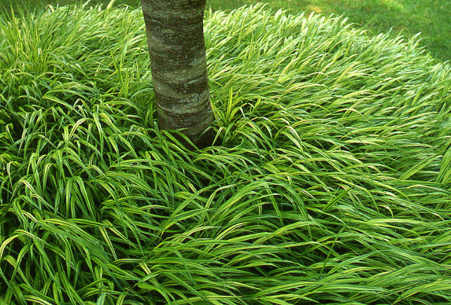 Hakonechloa macra