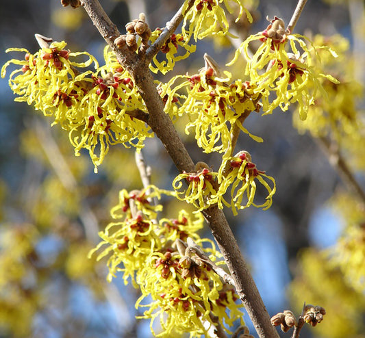 Hamamelis virginiana - American Witch Hazel