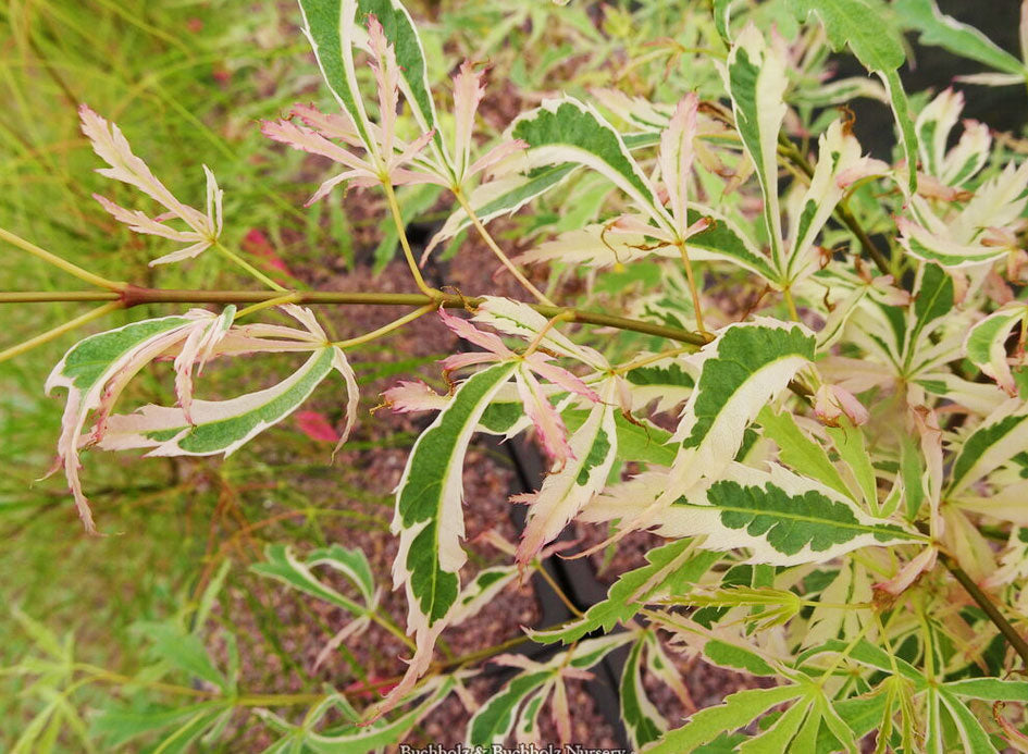 Acer palmatum 'Hana tsukasa'