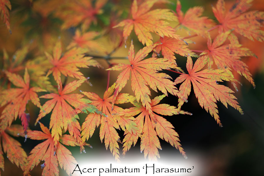 Acer palmatum 'Harasume'