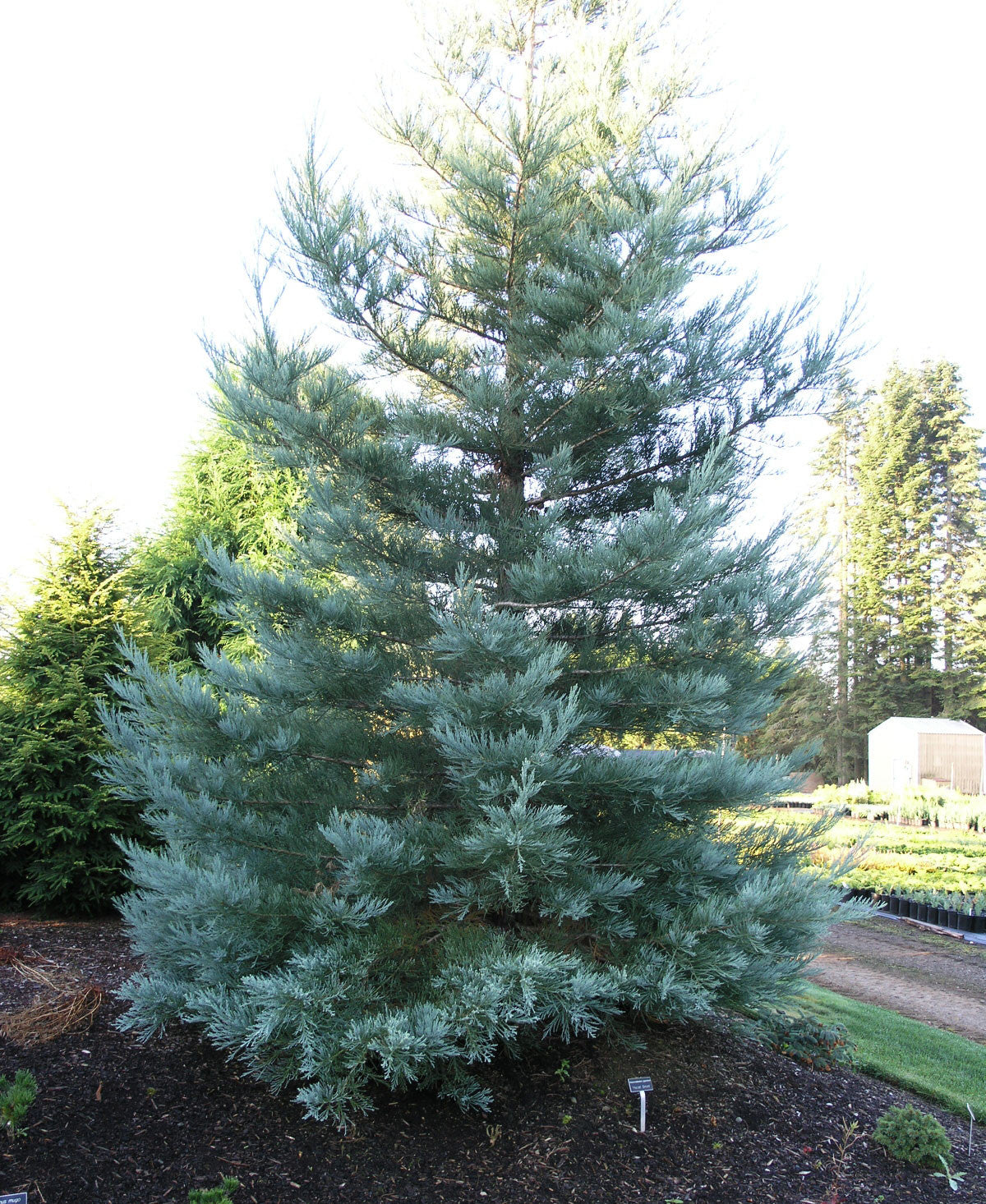 Haslitt Tree Hazel Smith – Singing Tree Gardens Nursery