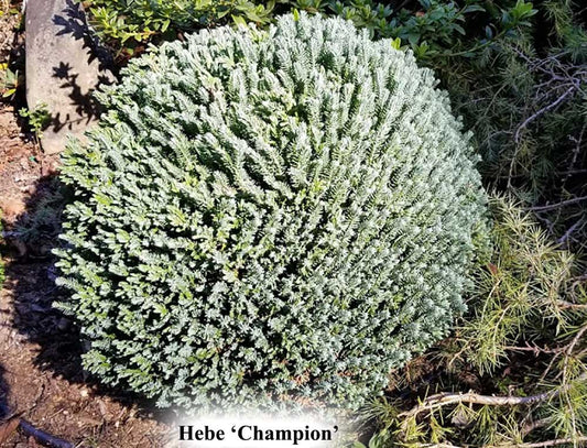 Hebe 'Champion'