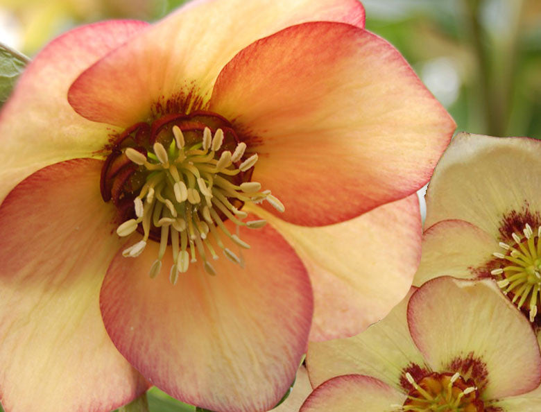 Helleborus x Apricot Blush