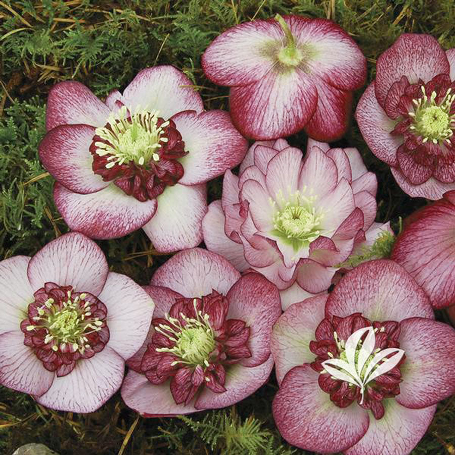 Helleborus x 'Cherry Blossom'