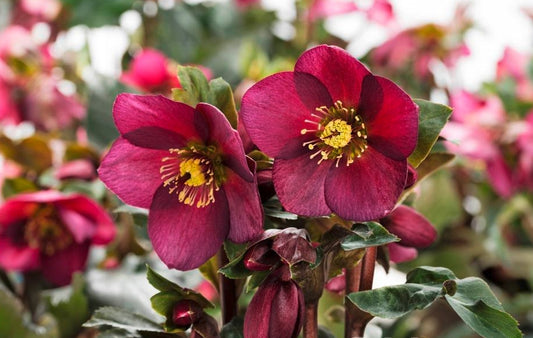 Helleborus x glandorfensis 'Ice n' Roses Red'