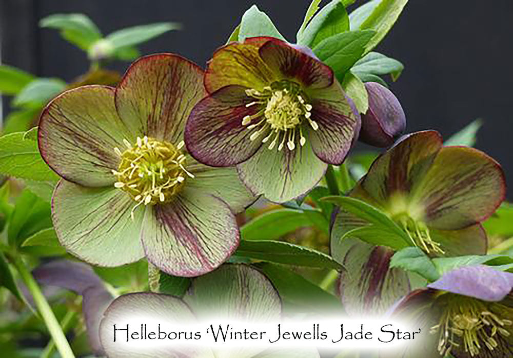 Helleborus × hybridus Winter Jewells series  'Jade Star'