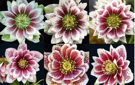 Helleborus x hybridus  Winter Jewells series 'Painted'