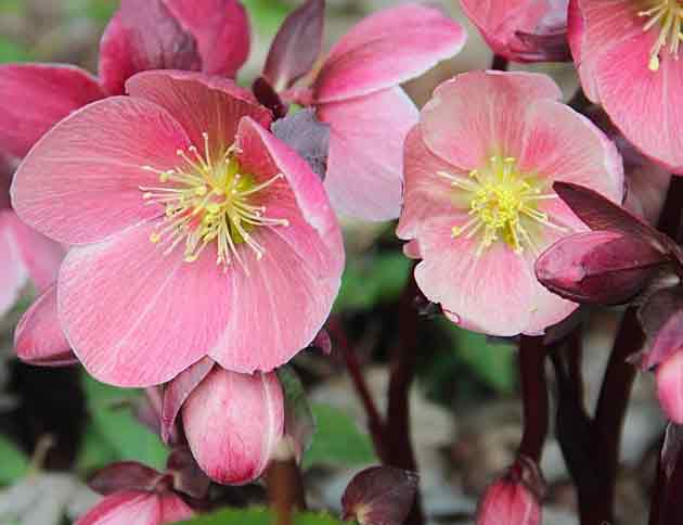 ‘HGC Pink Frost’ hellebore