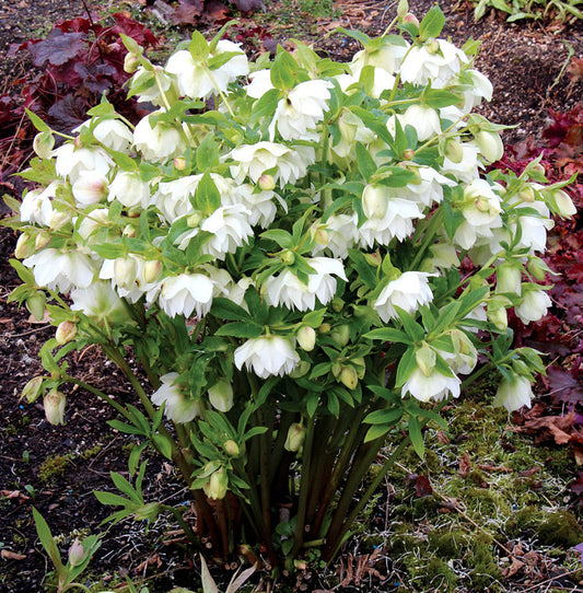 Helleborus x 'Sparkling Diamond' Winter Jewels Series