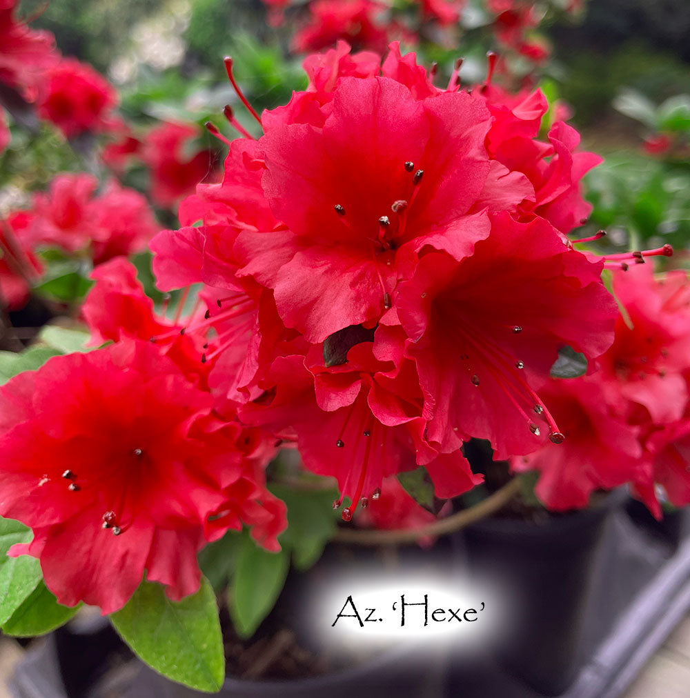 Az. 'Hexe'