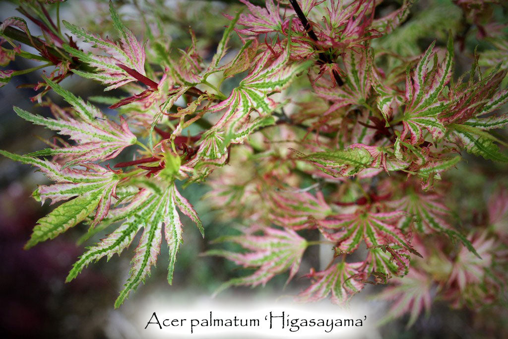 Acer palmatum 'Higasayama'