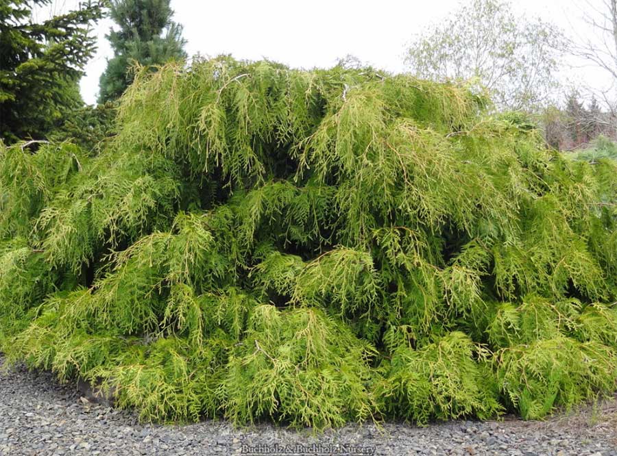 Thuja plicata 'Holly Turner'