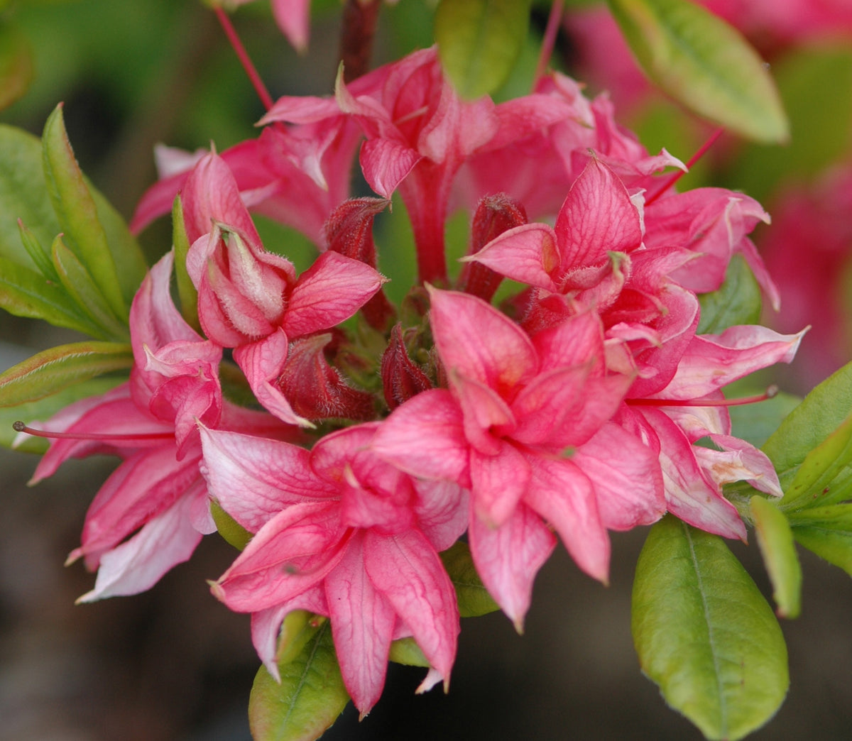Exeter Azalea Homebush Exbury Type Azalea | Exbury Azalea for Purchase – Singing Tree ...