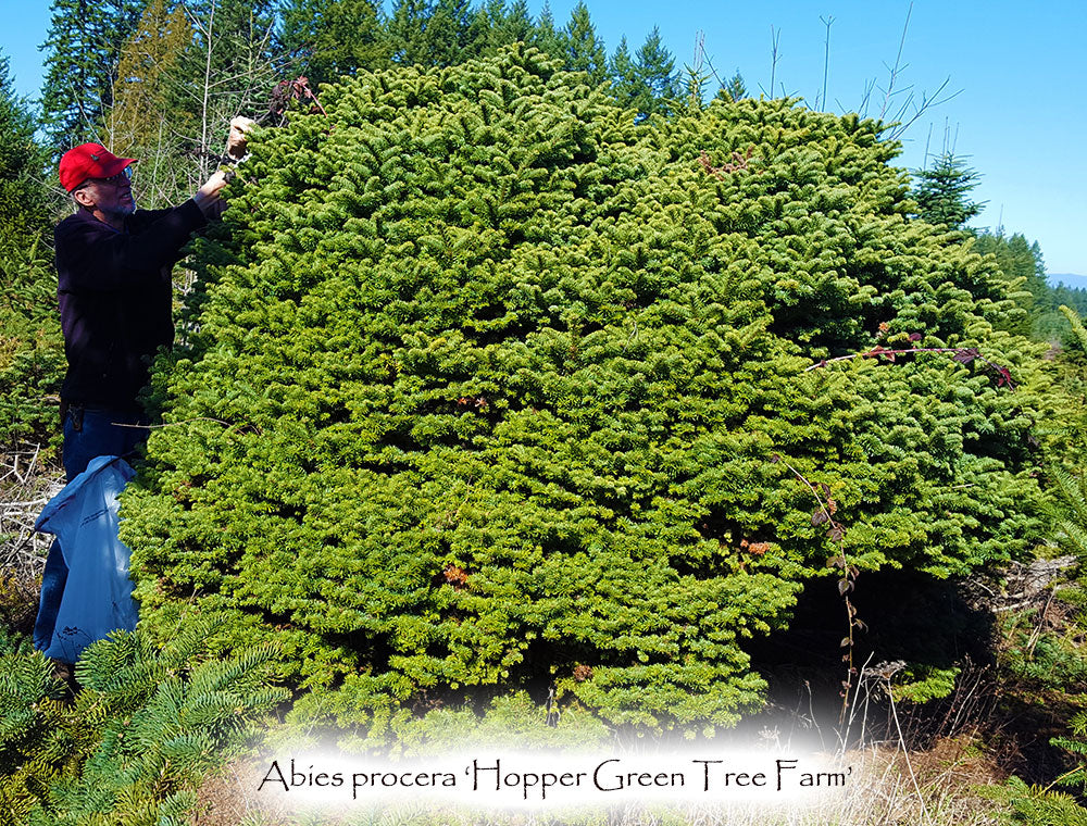 Abies procera 'Hopper Green Tree Farm'