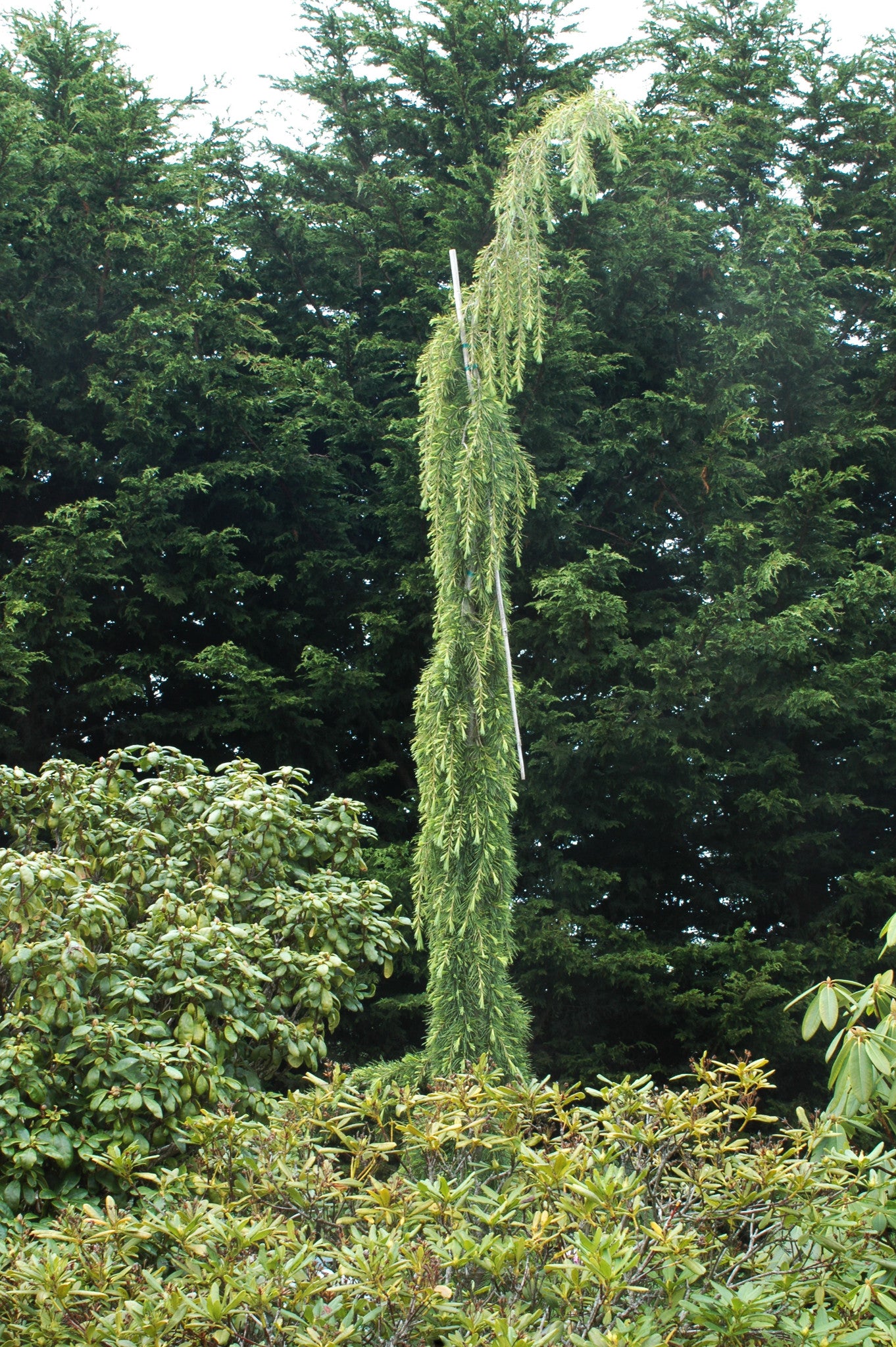 Cedrus d. 'Pendula Hopper Select'