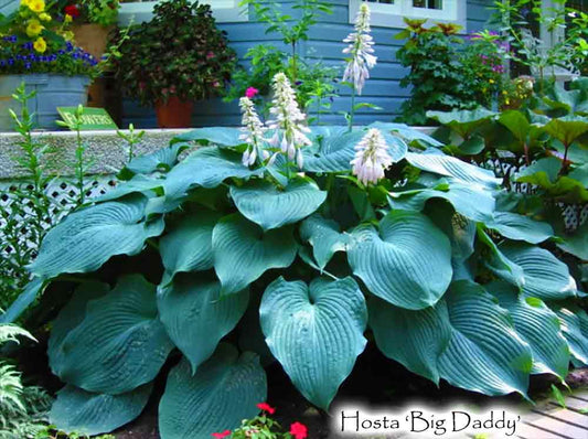 Hosta x 'Big Daddy'