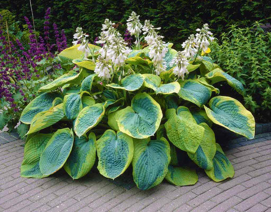 Hosta  'Frances Williams' (Plantain Lily)