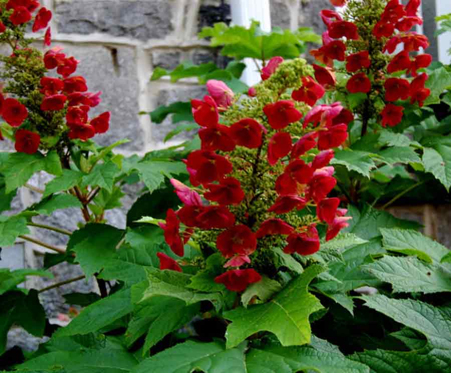 Oak Leaf Hydrangea 'Amethyst'