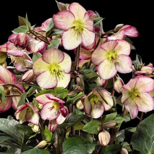 Helleborus x glandofensis 'HGC Ice n' Roses Dark Picotee'