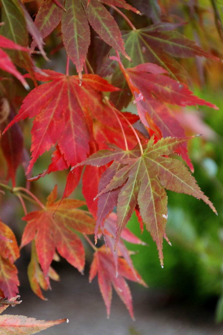 Acer palmatum 'Iijima sunago'