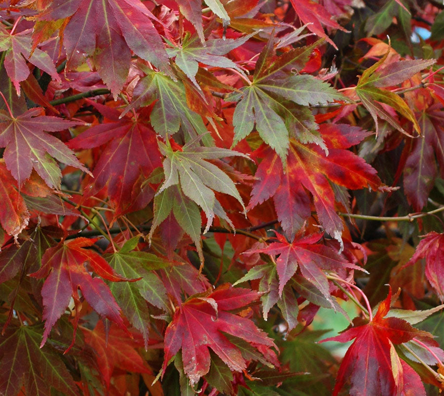 Acer palmatum 'Iijima sunago' – Singing Tree Gardens Nursery