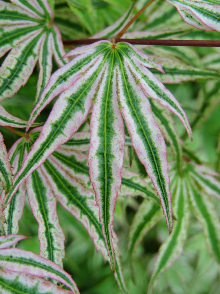 Acer palmatum 'Ikandi'