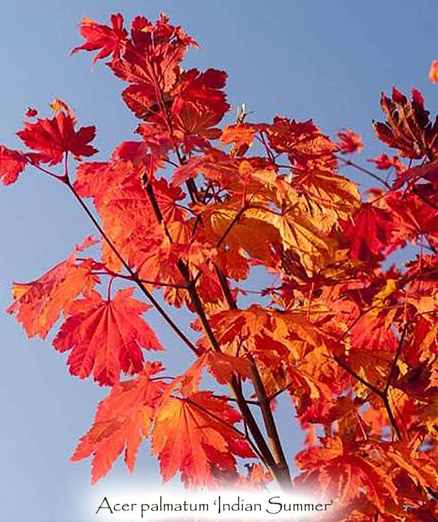 Acer shirasawanum 'Indian Summer'