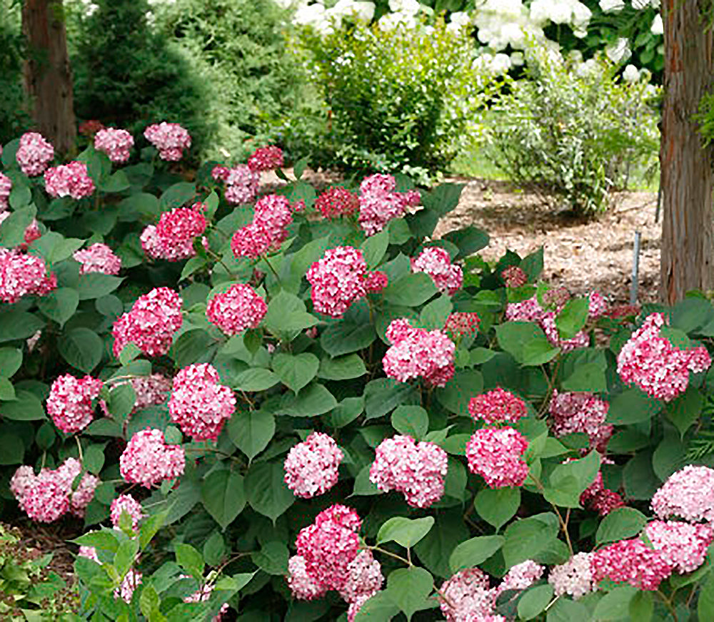 Hydrangea arborescens 'Invincibelle Ruby' – Singing Tree Gardens Nursery